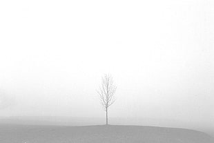 leafless tree on clear field on foggy day, einsiedeln, ilford
