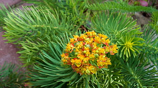 close up photo of yellow petaled flower