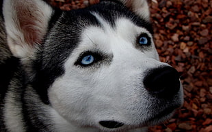 black and white siberian husky close-up photography