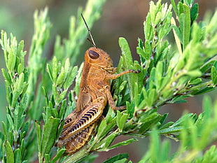 brown grasshopper on green leaf plant in closeup photo