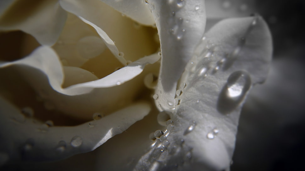 photo of white petaled flower with teardrop HD wallpaper