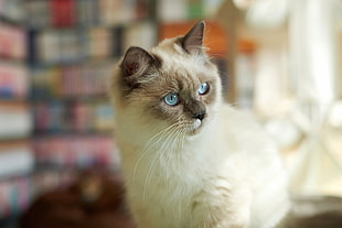 white and brown cat, cat, animals, Siamese cats, blue eyes