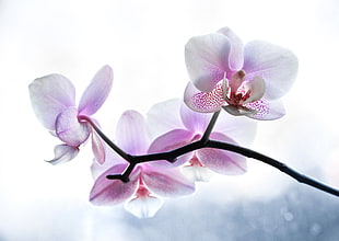 closeup photo of purple moth orchids, plant