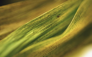 closeup photo of green leaf