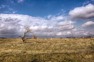 HD photography of withered tree over dried field during daytime, cappadocia