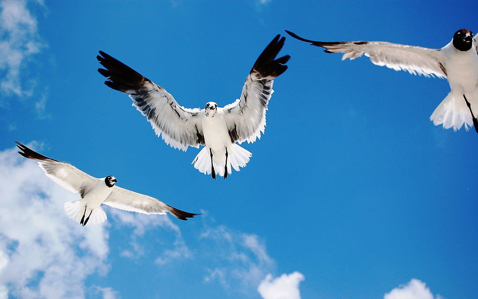 three white-and-black birds flying under blue sky HD wallpaper
