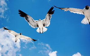 three white-and-black birds flying under blue sky