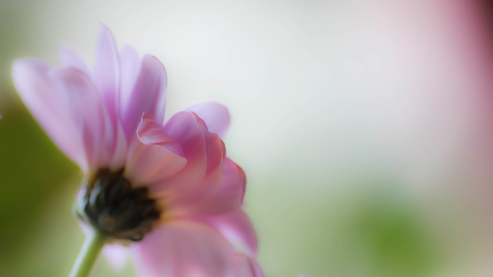 selective focus photography of flower HD wallpaper