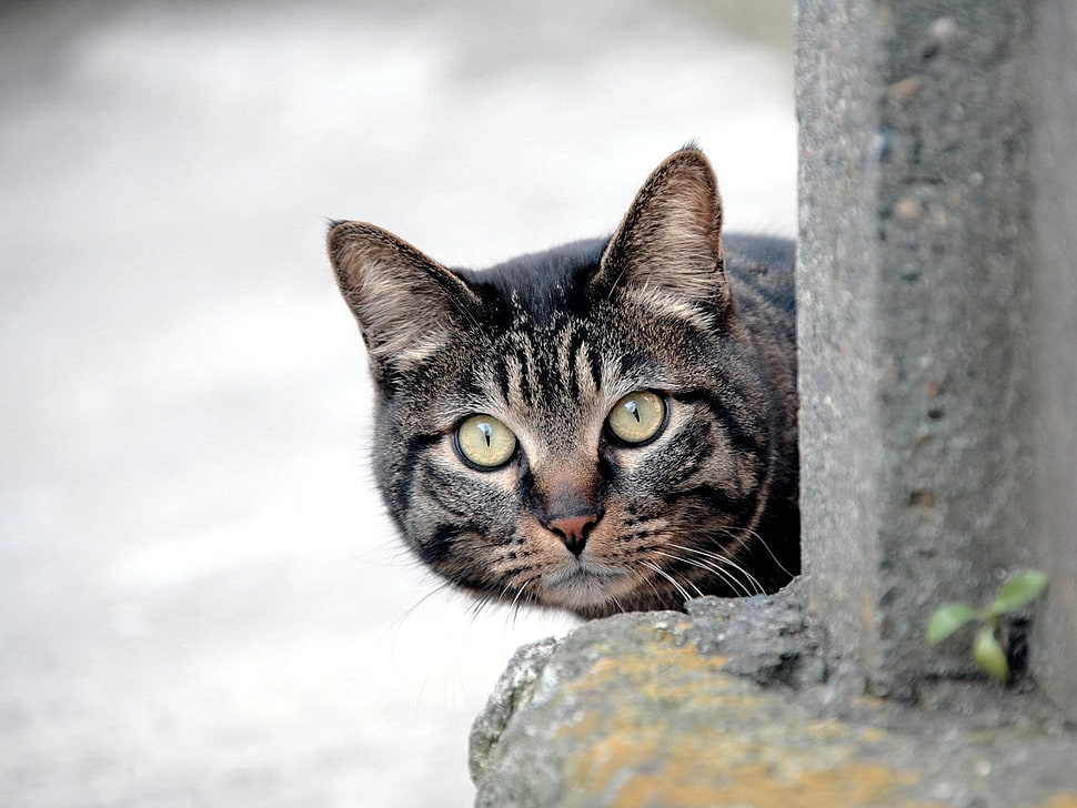 silver tabby cat HD wallpaper