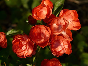 close up photo of orange flowers