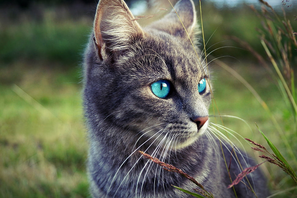 black cat, animals, cat, blue eyes, portrait HD wallpaper