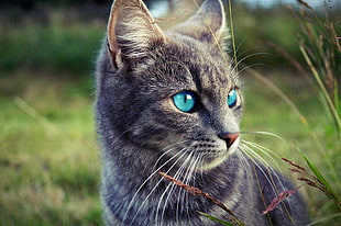 black cat, animals, cat, blue eyes, portrait HD wallpaper