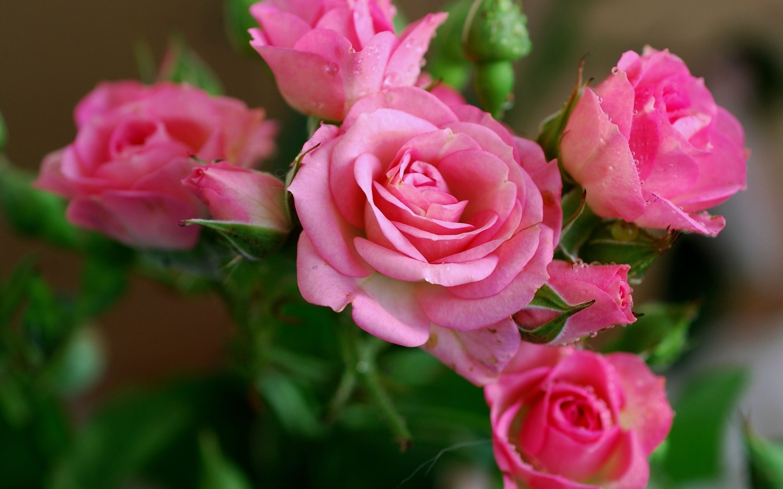 pink petaled flower with green leaf