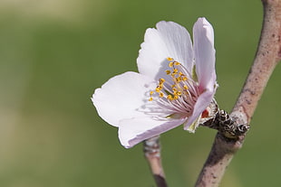 selective focus photography of Cherry blossom HD wallpaper