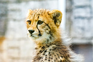 Cheetah HD wallpaper
