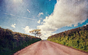 photo of road between of green bush