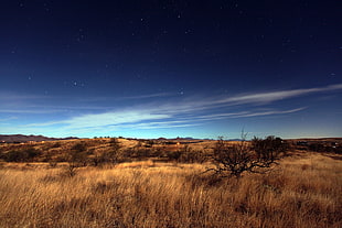 brown grass field under blue and white sky, sonoran desert