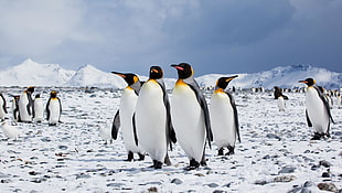 closeup photo of four penguins at snow field during daytime