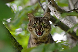 brown Tabby cat in green foliage tree HD wallpaper