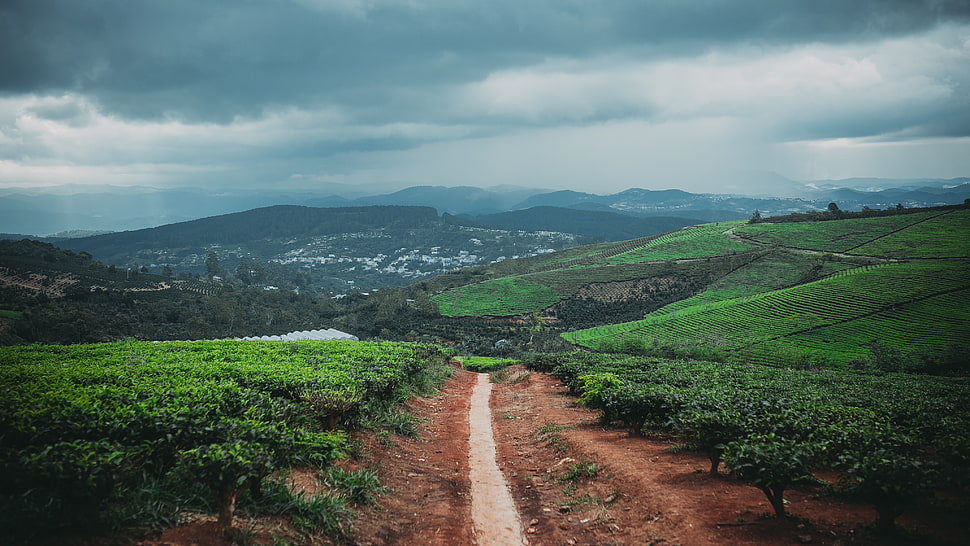 brown road between green fields during daytime HD wallpaper