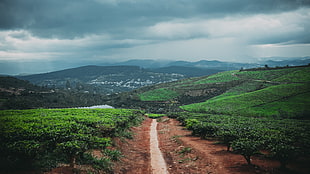 brown road between green fields during daytime