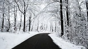 road and trees, nature, winter, snow, road