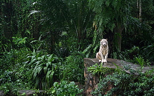 white tiger, white tigers, tiger, big cats, nature HD wallpaper