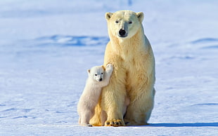 polar bear with his child HD wallpaper