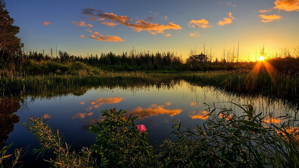 green grass, lake, sunset, trees, clouds HD wallpaper