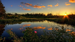 green grass, lake, sunset, trees, clouds