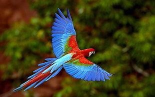 red-and-green macaw flying