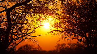 bare trees, South Africa, nature, national park, Sun