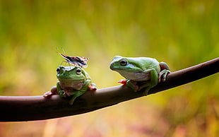 two green frogs, animals, nature, wildlife, frog HD wallpaper