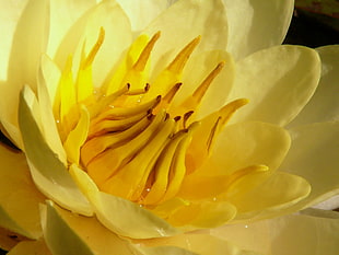 close up photo of yellow cluster petal flower, nymphaea