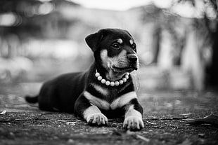 grayscale photo of puppy HD wallpaper