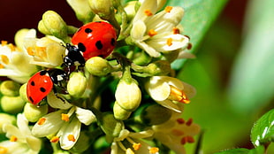 two ladybugs on yellow flower buds
