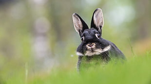 black bunny, rabbits, animals HD wallpaper