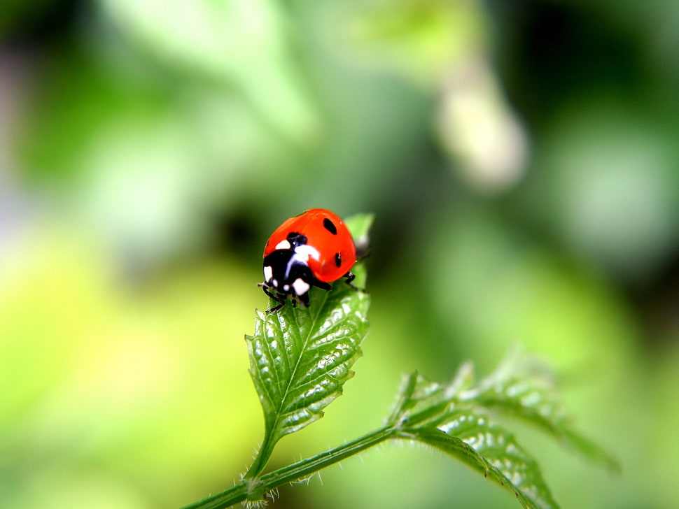 red ladybug perched on green leaf in closeup photo HD wallpaper