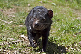 short-coated black whiskered animal