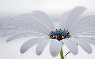 white and blue petaled flower in close-up photo, osteospermum