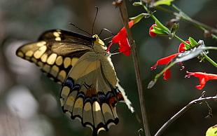 blue and black butterfly on red flower HD wallpaper