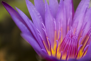 close up photo of pleated flower, lotus