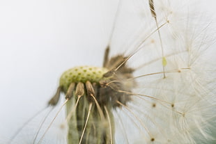 white Dandelion flower in selective focus photography