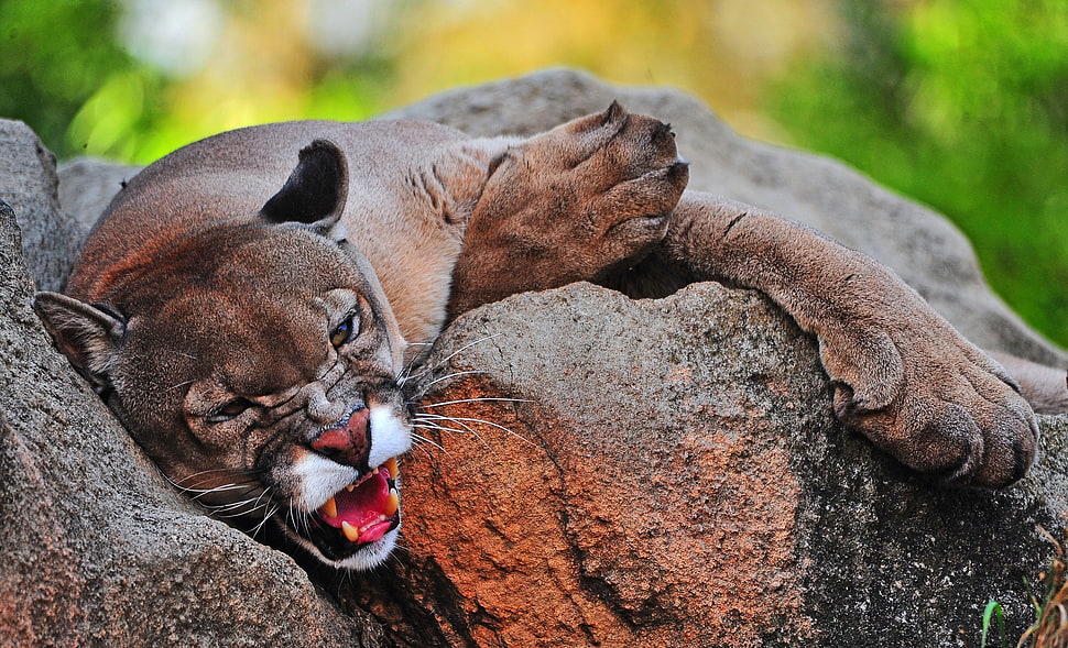 brown feline, big cats, jaguars, animals, cougars HD wallpaper