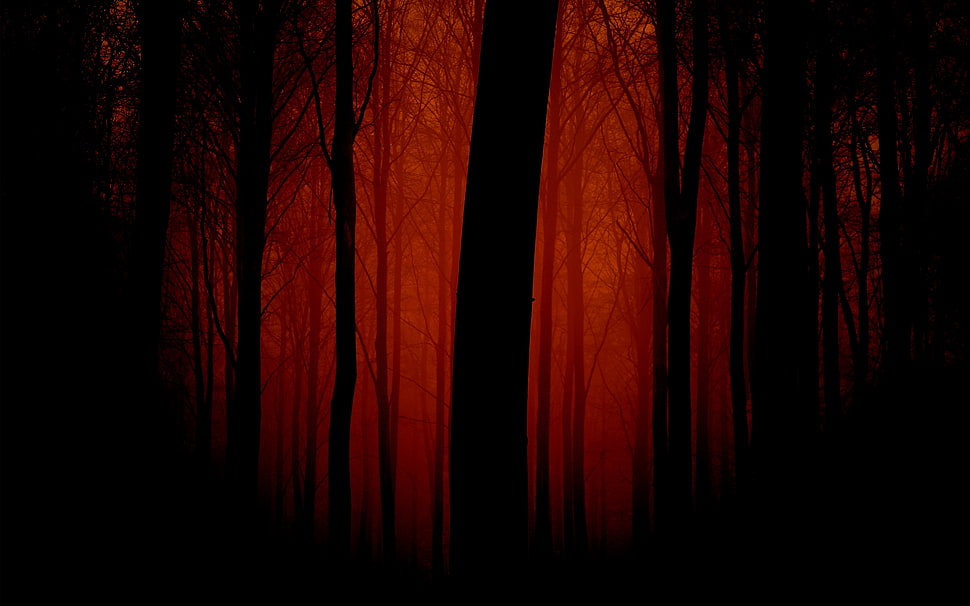 silhouette of trees on the forest HD wallpaper