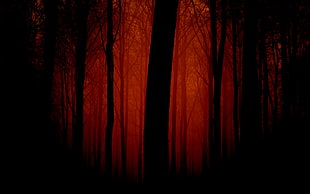 silhouette of trees on the forest HD wallpaper