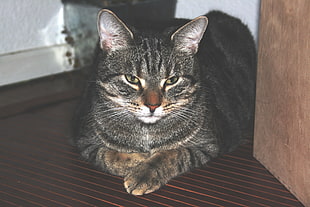 gray tabby cat HD wallpaper