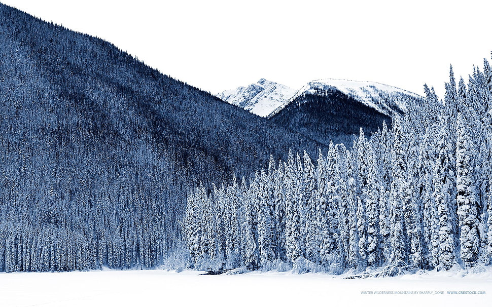 snow covered pine trees near mountain range HD wallpaper
