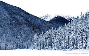 snow covered pine trees near mountain range
