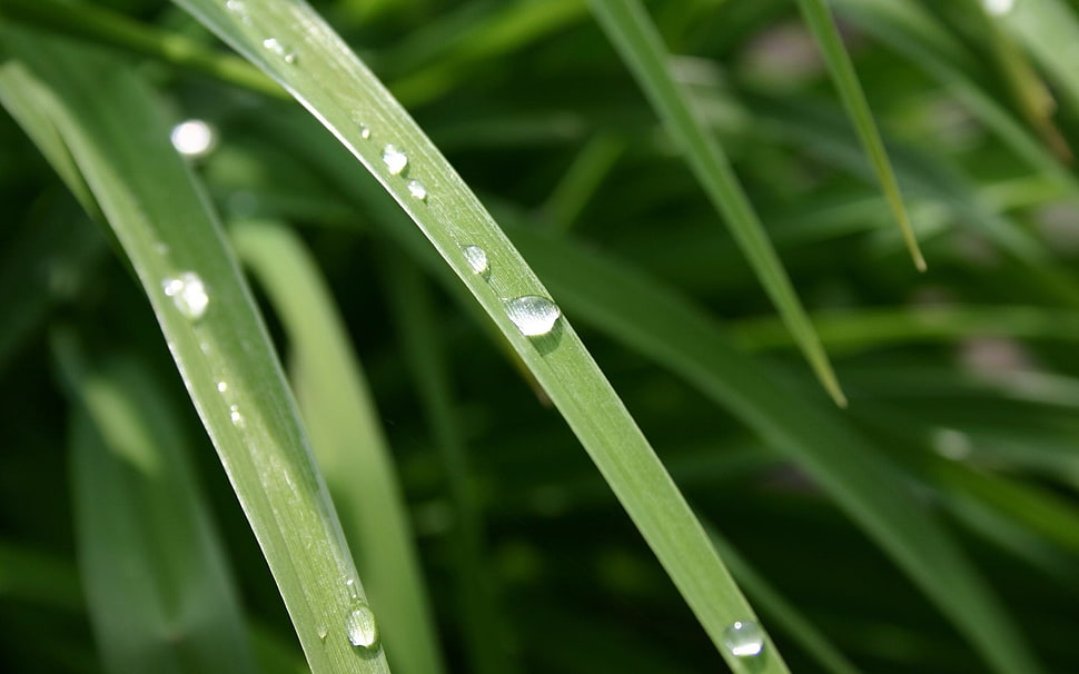 selective photography of water dew on green leaf HD wallpaper